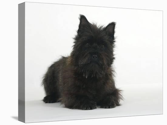 Black Cairn Terrier Lying Down with Head Up-Petra Wegner-Premier Image Canvas