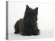 Black Cairn Terrier Lying Down with Head Up-Petra Wegner-Premier Image Canvas