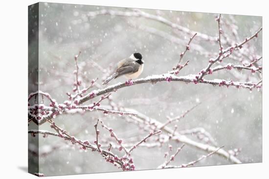 Black-capped chickadee during spring snowstomr, New York-Marie Read-Premier Image Canvas