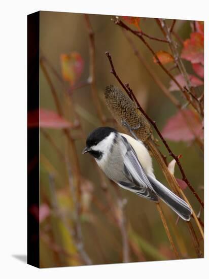 Black Capped Chickadee, Eating Flower Seeds, Grand Teton National Park, Wyoming, USA-Rolf Nussbaumer-Premier Image Canvas