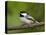 Black-Capped Chickadee (Poecile Atricapillus), Wasilla, Alaska, USA-James Hager-Premier Image Canvas