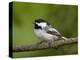 Black-Capped Chickadee (Poecile Atricapillus), Wasilla, Alaska, USA-James Hager-Premier Image Canvas