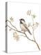 Black Capped Chickadee v2 on White-Danhui Nai-Stretched Canvas