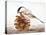 Black-Capped Chickadee-Rusty Frentner-Premier Image Canvas