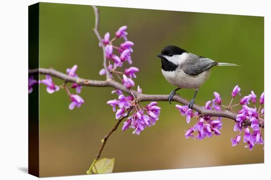 Black-Capped Chickadee-Lantern Press-Stretched Canvas