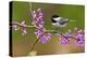 Black-Capped Chickadee-Lantern Press-Stretched Canvas