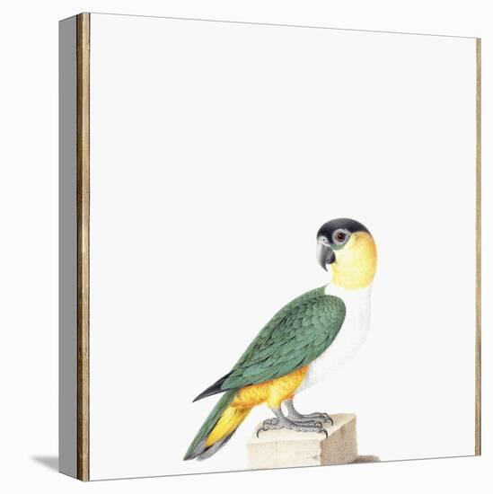 Black-Capped Parrot-Nicolas Robert-Premier Image Canvas