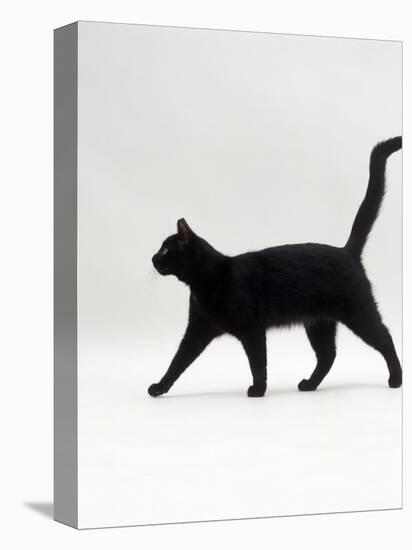 Black Cat (Felis Catus) Walking Profile-Jane Burton-Premier Image Canvas