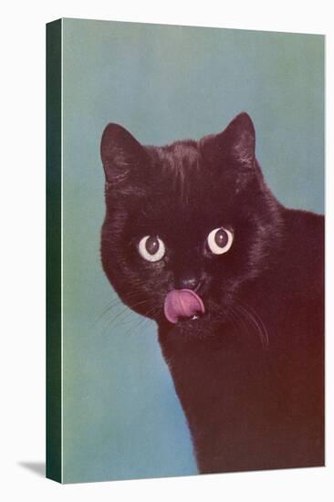 Black Cat Licking Chops-null-Stretched Canvas