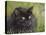 Black Cat-Sarah Davis-Premier Image Canvas