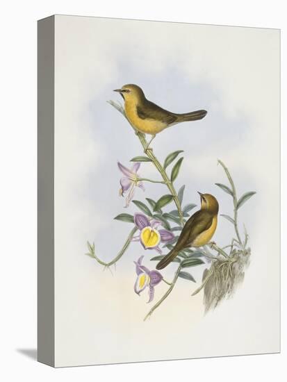 Black-Chinned Babbler (Stachyris Pyrrhops)-John Gould-Premier Image Canvas