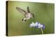 Black-Chinned Hummingbird Feeding-Larry Ditto-Premier Image Canvas