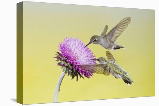 Black-Chinned Hummingbird Females Feeding at Flowers, Texas, USA-Larry Ditto-Premier Image Canvas