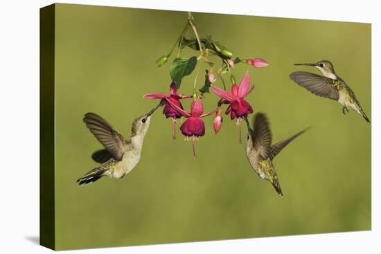 Black-chinned Hummingbird females feeding, Hill Country, Texas, USA-Rolf Nussbaumer-Premier Image Canvas