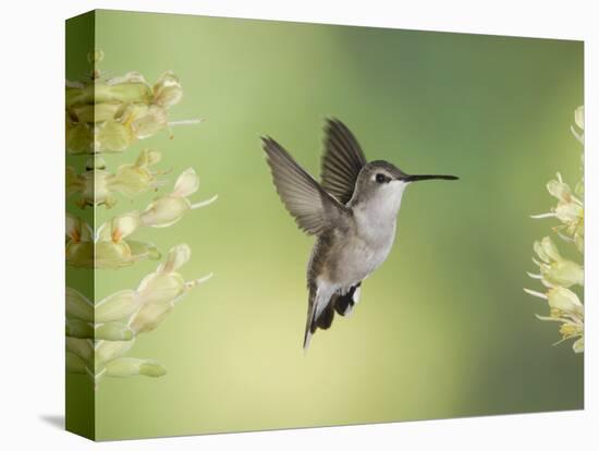 Black-Chinned Hummingbird in Flight Feeding on Texas Buckeye, Uvalde County, Hill Country-Rolf Nussbaumer-Premier Image Canvas