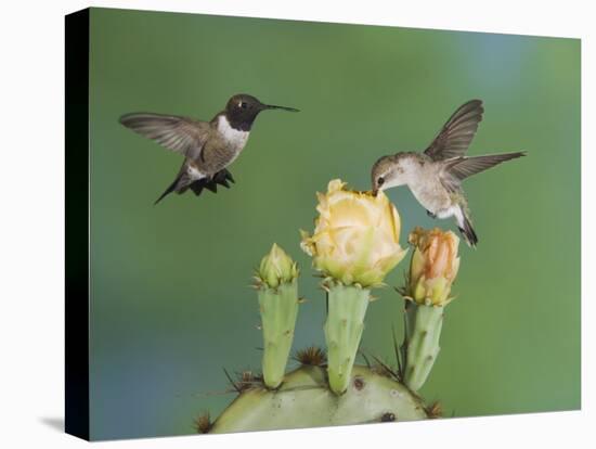 Black-Chinned Hummingbird, Uvalde County, Hill Country, Texas, USA-Rolf Nussbaumer-Premier Image Canvas