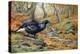 Black Cock Grouse by a Stream-Carl Donner-Premier Image Canvas