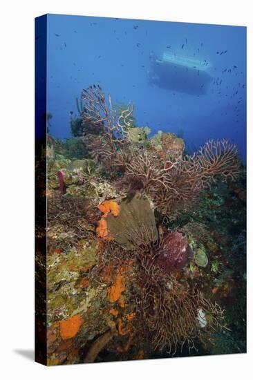Black Coral on Reef. Turks and Caicos-Stocktrek Images-Premier Image Canvas