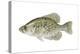 Black Crappie (Pomoxis Nigromaculatus), Fishes-Encyclopaedia Britannica-Stretched Canvas