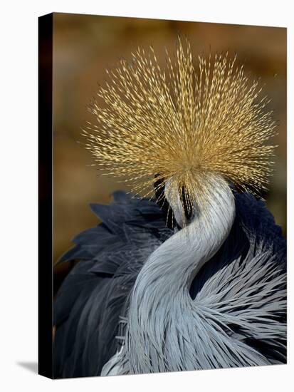 Black Crowned Crane (Balearica Pavonina) Grooming, Samburu National Reserve, Kenya-Loic Poidevin-Premier Image Canvas