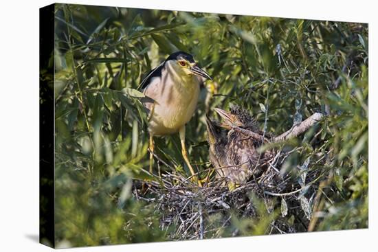 Black-Crowned Night Heron Bird in the Danube Delta, Nest and Chick, Romania-Martin Zwick-Premier Image Canvas