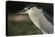 Black-Crowned Night Heron. Georgetown, Guyana-Pete Oxford-Premier Image Canvas