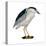 Black-Crowned Night Heron (Nycticorax Nycticorax), Birds-Encyclopaedia Britannica-Stretched Canvas