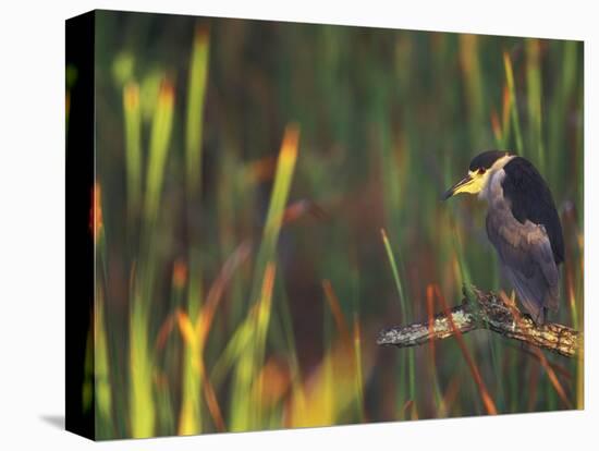 Black-Crowned Night Heron Perched on Tree Limb Among Reeds, Shark Valley, Everglades National Park-Arthur Morris-Premier Image Canvas