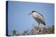 Black-Crowned Night Heron-Joe McDonald-Premier Image Canvas