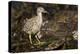 Black-Crowned Night Heron-Joe McDonald-Premier Image Canvas