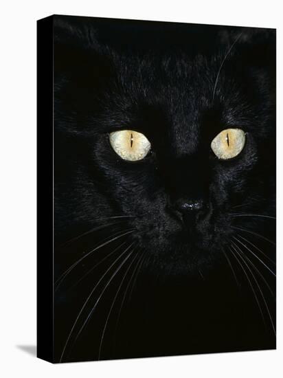 Black Domestic Cat, Eyes with Pupils Closed in Bright Light-Jane Burton-Premier Image Canvas