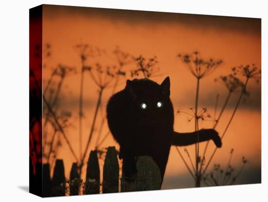 Black Domestic Cat Silhouetted Against Sunset Sky, Eyes Reflecting the Light, UK-Jane Burton-Premier Image Canvas