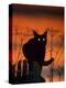 Black Domestic Cat, Silhoutte at Sunset with Eyes Reflecting Light-Jane Burton-Premier Image Canvas