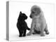 Black Domestic Kitten (Felis Catus) and Labrador Puppy (Canis Familiaris) Looking at Each Other-Jane Burton-Premier Image Canvas