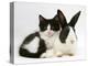 Black Dutch Rabbit with Black-And-White Kitten-Jane Burton-Premier Image Canvas