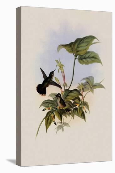Black-Eared Adelomyia, Adelomyia Melanogenys-John Gould-Premier Image Canvas