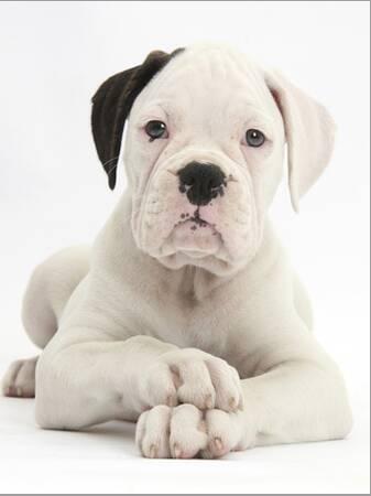 'Black Eared White Boxer Puppy, Lying With Head Up And Crossed ...