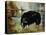 Black Ewe-Rikki Drotar-Premier Image Canvas