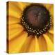 Black Eyed Susan Abstract-Anna Miller-Premier Image Canvas