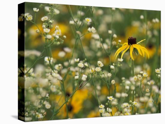 Black-Eyed Susan and Daisy Fleabane-Adam Jones-Premier Image Canvas