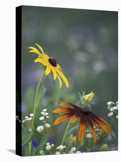 Black-Eyed Susan and Gloriosa Daisy, Oldham County, Kentucky, USA-Adam Jones-Premier Image Canvas