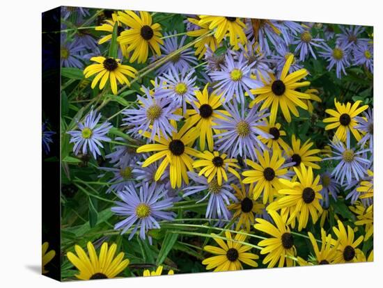 Black eyed susan flowers with Michaelmas daisies-Ernie Janes-Premier Image Canvas