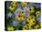 Black eyed susan flowers with Michaelmas daisies-Ernie Janes-Premier Image Canvas