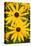 black eyed susan in flower-adrian davies-Premier Image Canvas