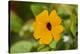 black-eyed Susan, Thunbergia alata, blossom, close-up-David & Micha Sheldon-Premier Image Canvas