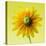 Black-eyed susan-Clive Nichols-Premier Image Canvas