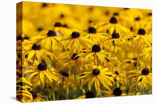 Black-Eyed Susan-Richard T. Nowitz-Premier Image Canvas