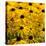 Black-Eyed Susan-Richard T. Nowitz-Premier Image Canvas