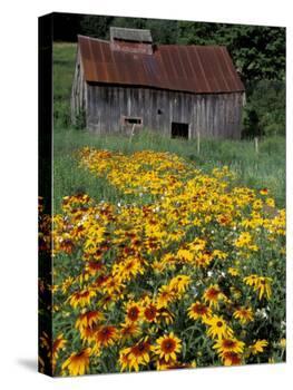 Black Eyed Susans and Barn, Vermont, USA-Darrell Gulin-Premier Image Canvas