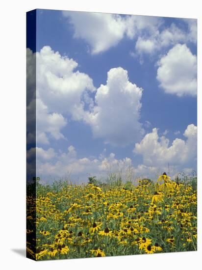 Black-Eyed Susans and Clouds, Oldham County, Kentucky, USA-Adam Jones-Premier Image Canvas